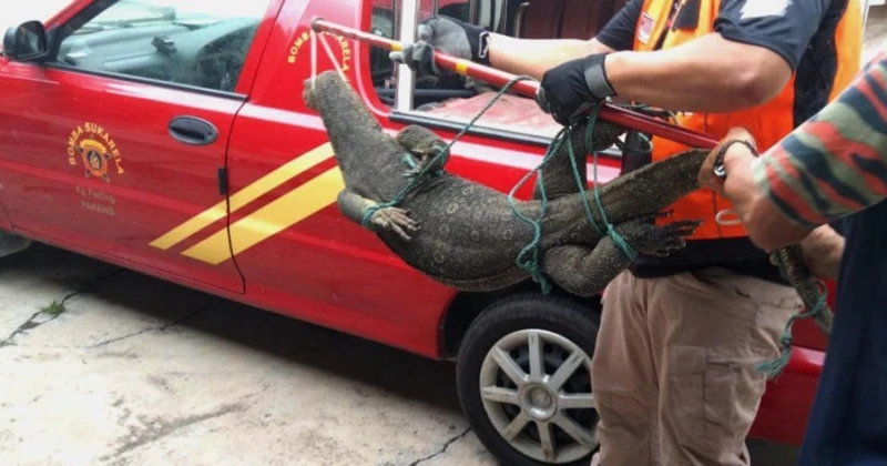 大蜥蜴「訪」華小　不怕人被捉時還咬鞋