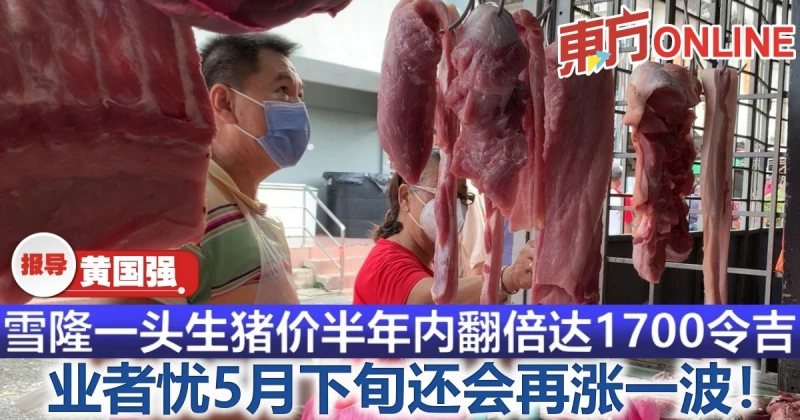 雪隆一頭生豬價半年內翻倍達1700令吉　業者憂5月下旬還會再漲一波！