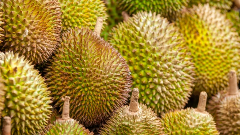 馬國天氣影響產量推高價格 榴槤季或延遲至10月