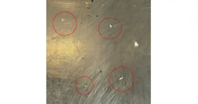 華婦點炸雞驚見「贈」蛆蟲　「嚇死了，幸好拿了還沒吃到」