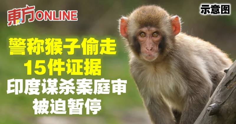 警稱猴子偷走15件證據　印度謀殺案庭審被迫暫停