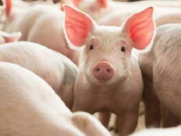 沙巴從丹麥和法國進口豬肉   彌補豬肉供應的減少