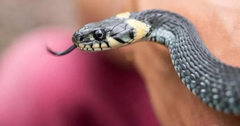 大馬有飼養員被非洲毒蛇咬後 不到一天內斃命