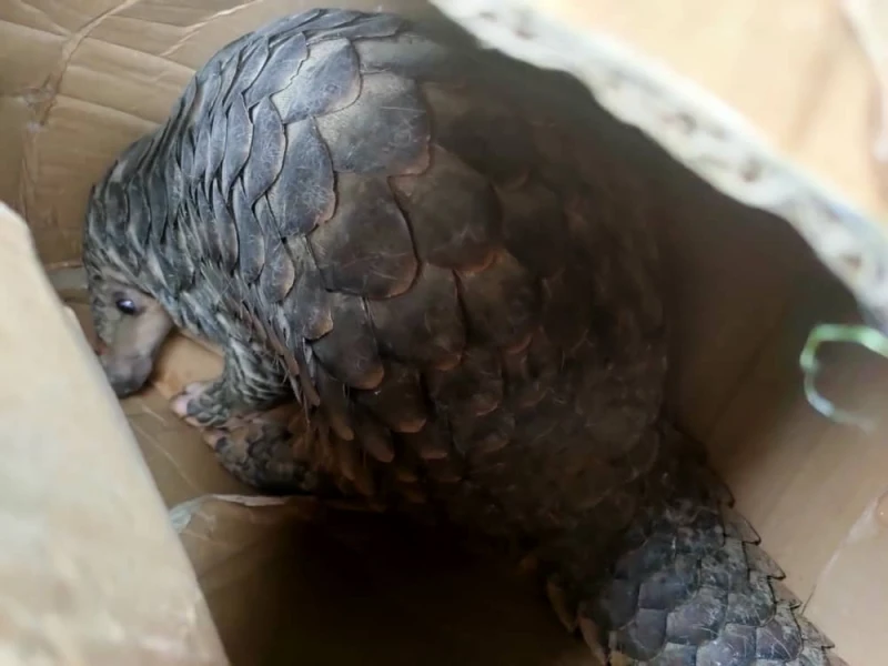 斗湖水警鹵獲   圖私運出國的活穿山甲