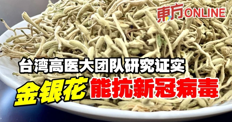 台灣高醫大團隊研究證實　「金銀花」能抗新冠肺炎病毒