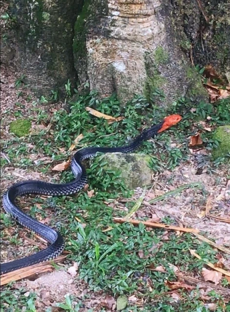 闖太平湖公園超級毒紅頭環蛇 已被太平動物園職員捕獲