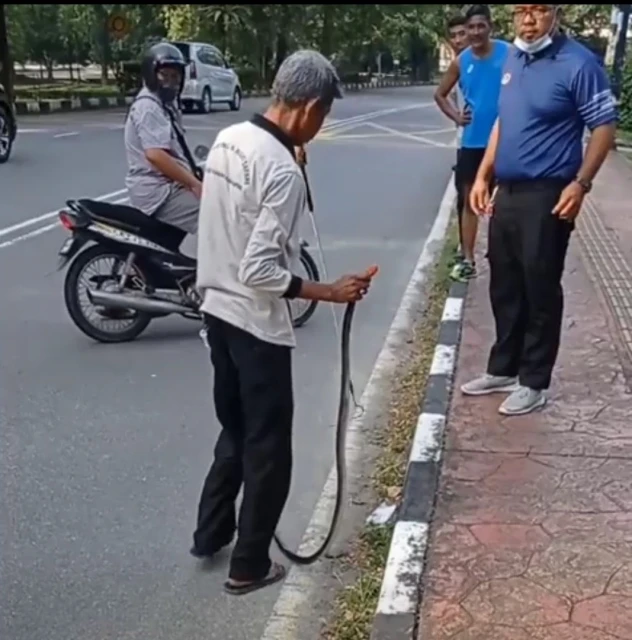 闖太平湖公園超級毒紅頭環蛇　已被太平動物園職員捕獲