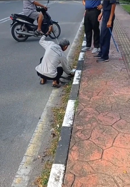 闖太平湖公園超級毒紅頭環蛇　已被太平動物園職員捕獲