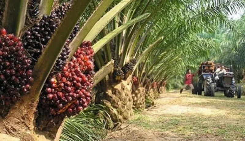 近5個月高點 4月棕油庫存按月漲11%