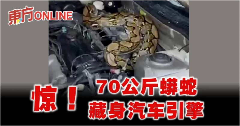 驚！70公斤蟒蛇藏身汽車引擎