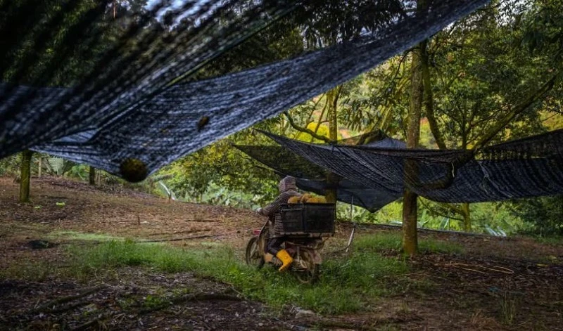 有錢也吃不到？　馬國雨季導致榴槤產量減八成榴槤季或延遲