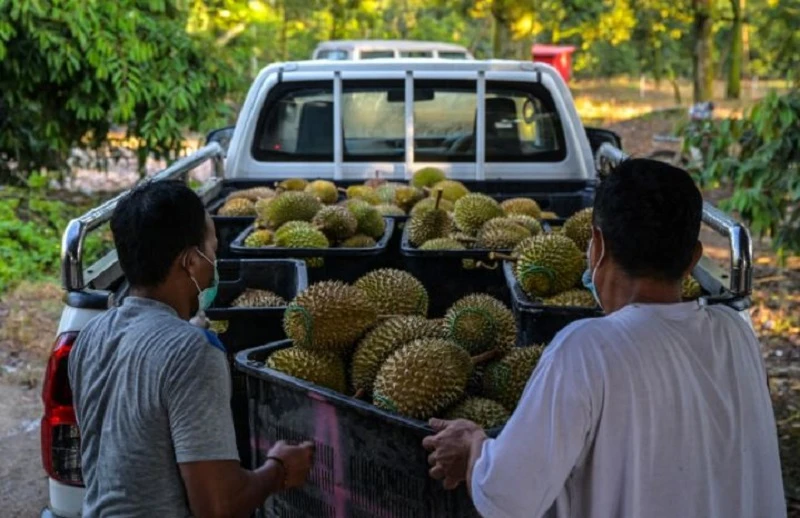 有錢也吃不到？　馬國雨季導致榴槤產量減八成榴槤季或延遲