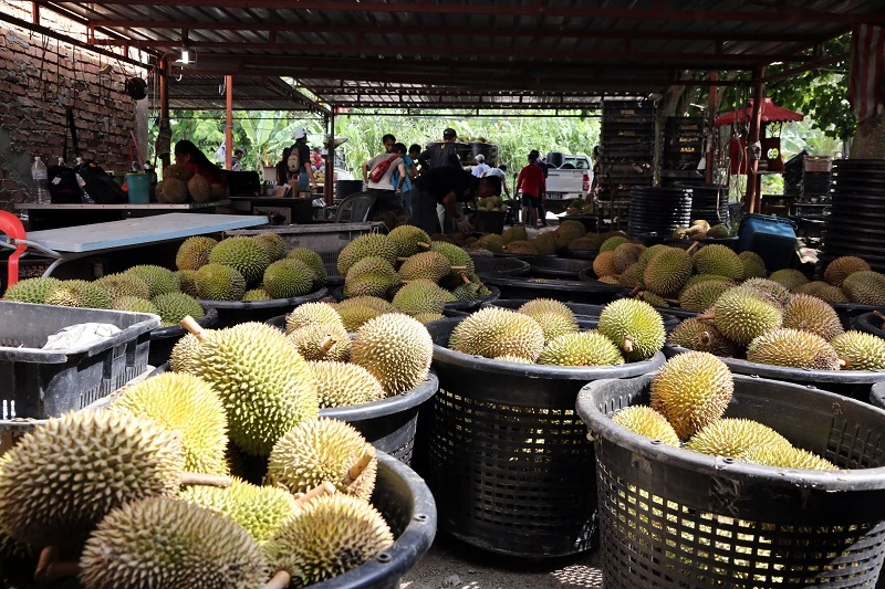 有錢也吃不到？　馬國雨季導致榴槤產量減八成榴槤季或延遲