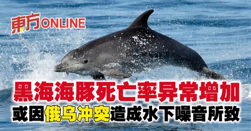 黑海海豚死亡率異常增加　或因俄烏衝突造成水下噪音所致