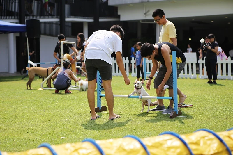 防疫放寬後不再寂寞就遺棄忠實夥伴？　多國出現棄養寵物現象