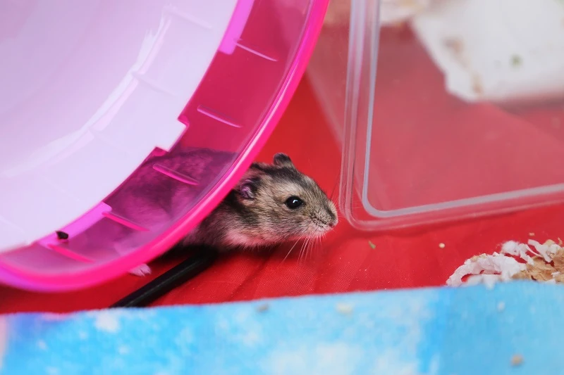 防疫放寬後不再寂寞就遺棄忠實夥伴？　多國出現棄養寵物現象