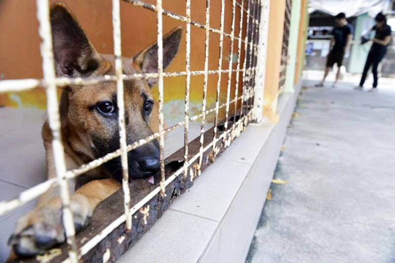 防疫放寬後不再寂寞就遺棄忠實夥伴？　多國出現棄養寵物現象