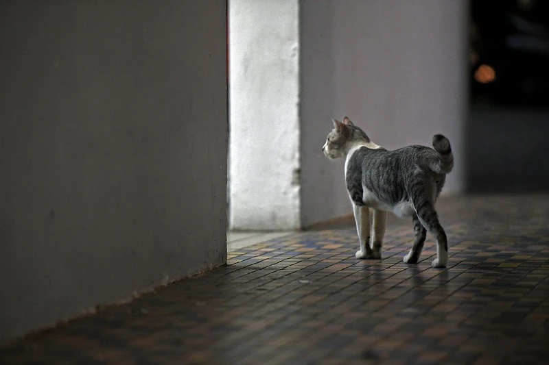 防疫放寬後不再寂寞就遺棄忠實夥伴？　多國出現棄養寵物現象