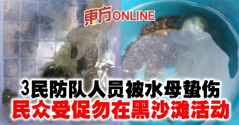 3民防隊人員被水母蟄傷　民眾受促勿在黑沙灘活動