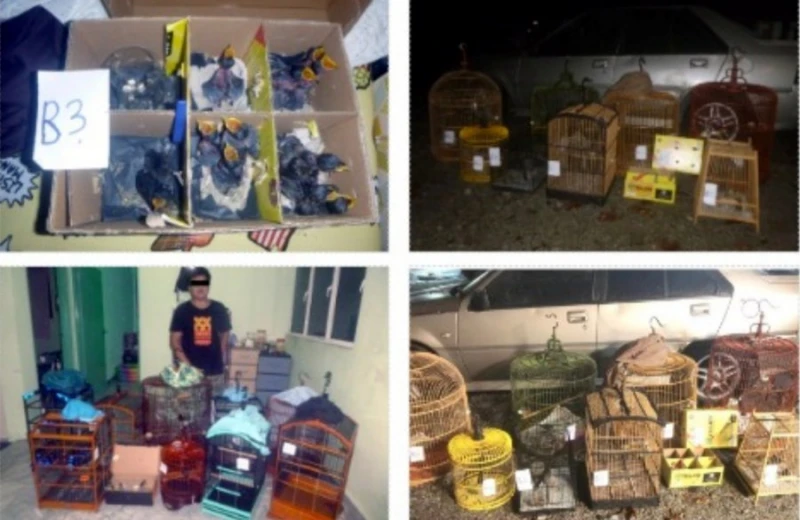 警搗破珍禽走私活動　捕4男起獲71隻受保護鳥類