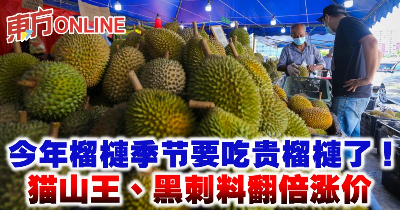 今年榴槤季節要吃貴榴槤了　貓山王、黑刺料翻倍漲價