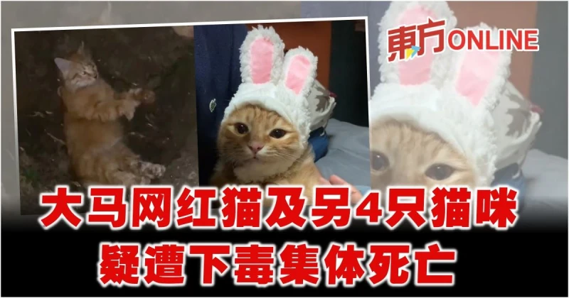 大馬網紅貓及另4隻貓咪　疑遭下毒集體死亡