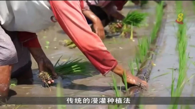 印尼農夫學新種米法 減少碳足跡