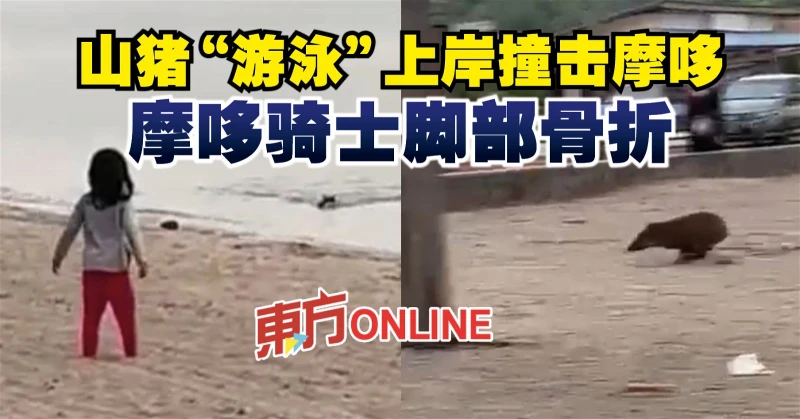 山豬「游泳」上岸撞擊摩哆　摩哆騎士腳部骨折