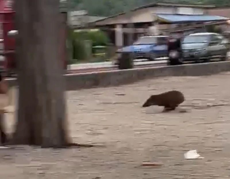 山豬「游泳」上岸撞擊摩哆　摩哆騎士腳部骨折
