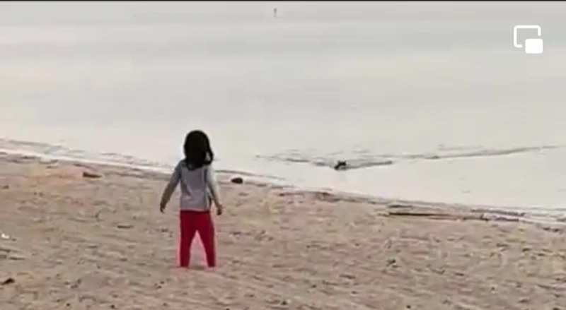 山豬「游泳」上岸撞擊摩哆　摩哆騎士腳部骨折