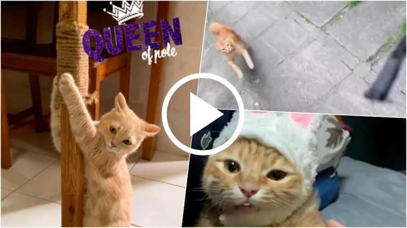 公寓貓咪一周內全「被消失」  網紅貓也遭毒害