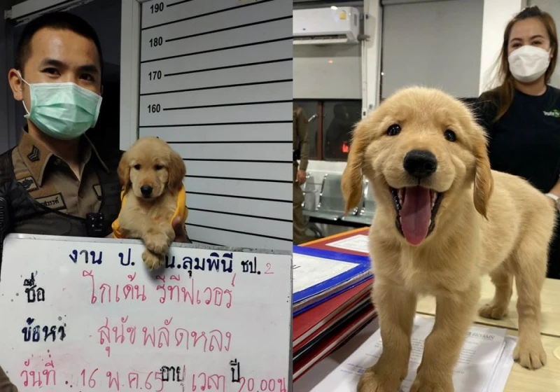 黃金獵犬走失獲泰警方呵護關懷　戰火蹂躪下的寵物就沒那麼好命
