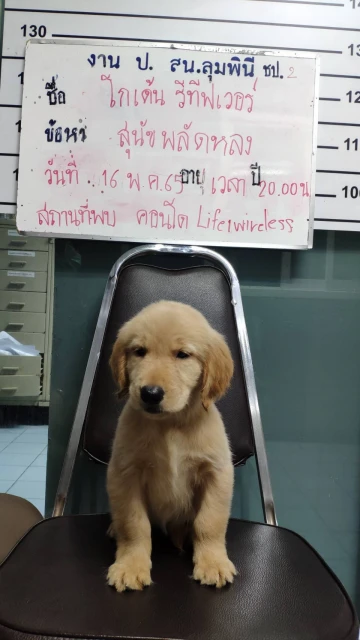 黃金獵犬走失獲泰警方呵護關懷　戰火蹂躪下的寵物就沒那麼好命