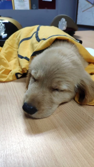 黃金獵犬走失獲泰警方呵護關懷　戰火蹂躪下的寵物就沒那麼好命