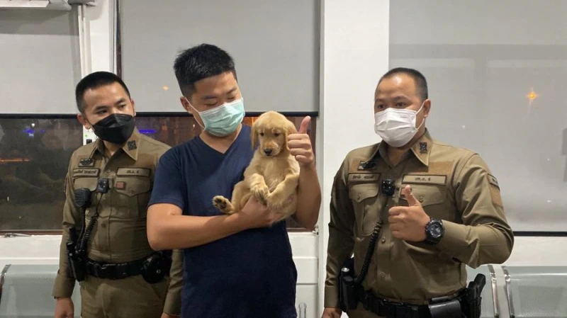 黃金獵犬走失獲泰警方呵護關懷　戰火蹂躪下的寵物就沒那麼好命