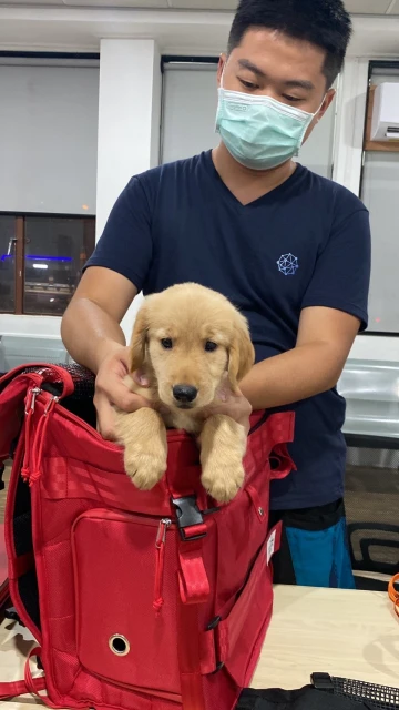 黃金獵犬走失獲泰警方呵護關懷　戰火蹂躪下的寵物就沒那麼好命