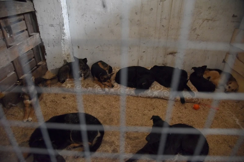 黃金獵犬走失獲泰警方呵護關懷　戰火蹂躪下的寵物就沒那麼好命