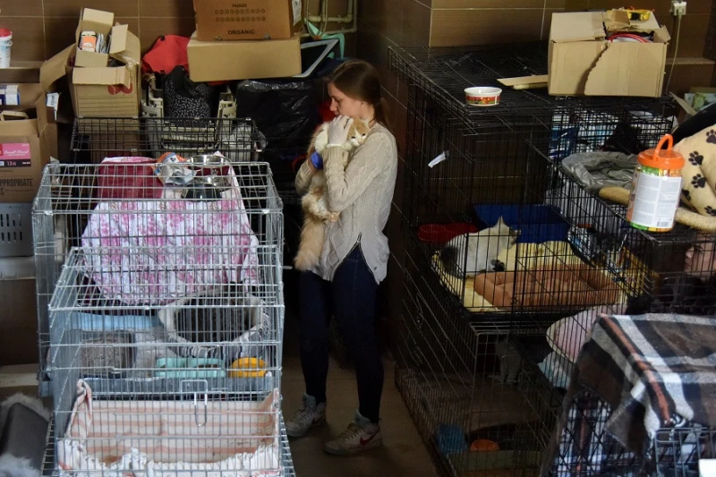 黃金獵犬走失獲泰警方呵護關懷　戰火蹂躪下的寵物就沒那麼好命