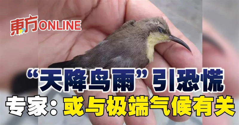 「天降鳥雨」引恐慌　專家：或與極端氣候有關