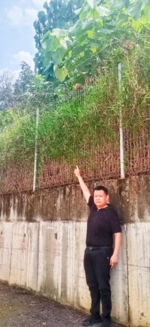 沙登嶺14區4B路多年沒清理　雜草長得比人高