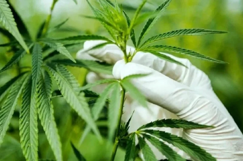 若研究證實有醫療效用 副衛長:不排除大麻或作醫藥用途