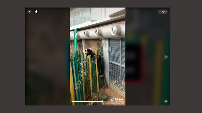 國家動物園熊貓企圖」離家出走「  過程全曝光