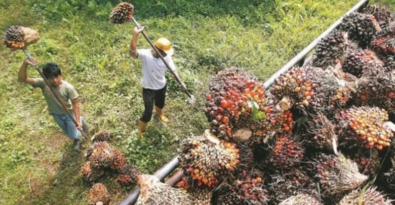 印尼取消棕油出口禁令　分析：或使原棕油價下跌