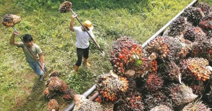 印尼取消棕油出口禁令　分析：或使原棕油價下跌