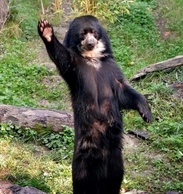 數十萬B站網友,正在圍觀當代「魯智深」