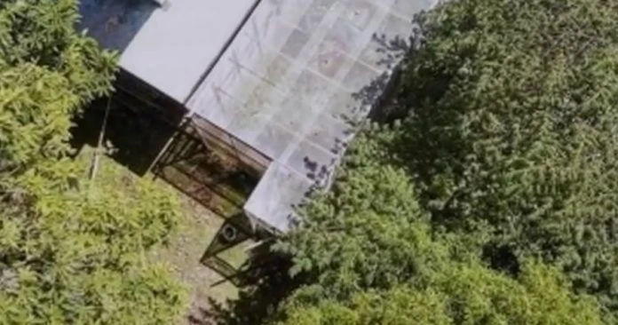 大馬史上最大宗種植大麻案　拿督級前外交官被捕