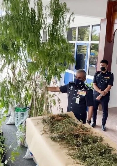 大馬史上最大宗種植大麻案　拿督級前外交官被捕