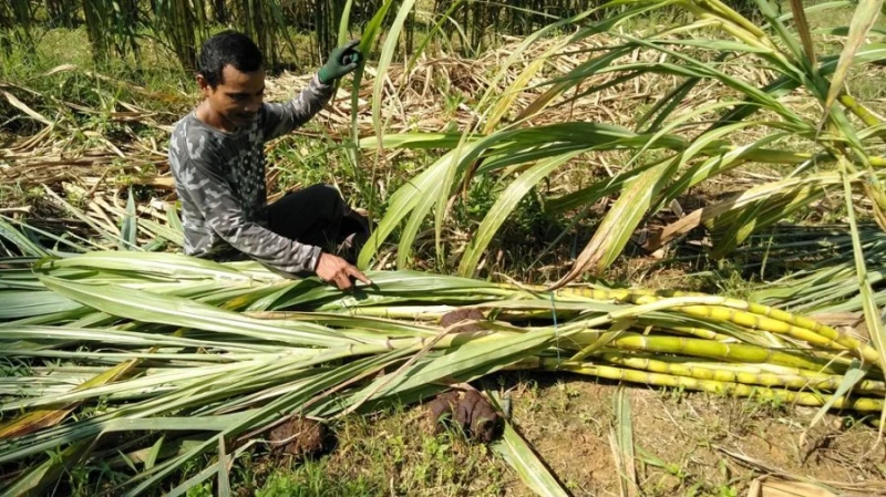 兩頭野象闖入甘蔗園　推倒10餘甘蔗樹
