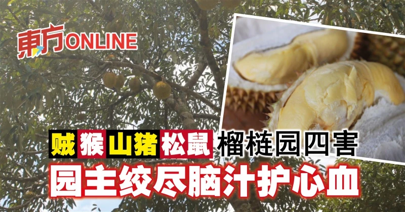 賊猴山豬松鼠榴槤園四害　園主絞盡腦汁護心血