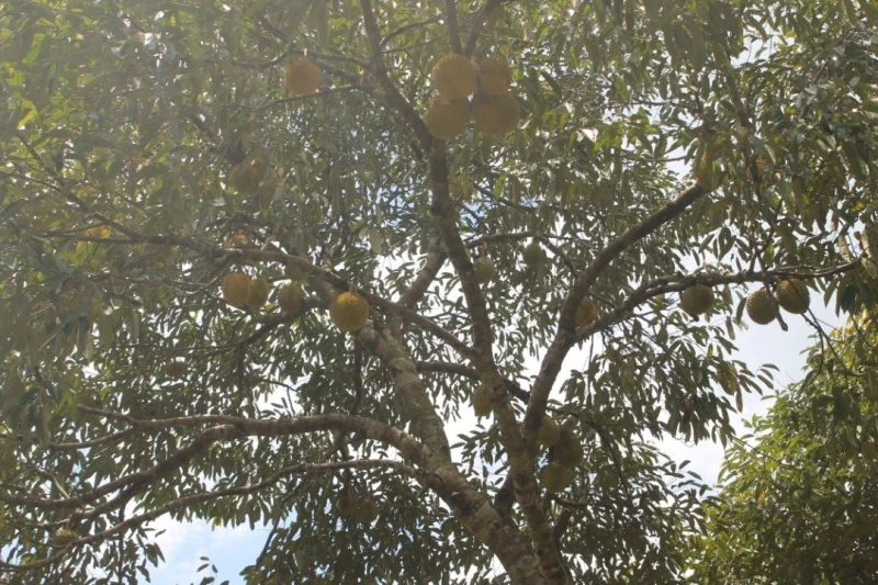 賊猴山豬松鼠榴槤園四害　園主絞盡腦汁護心血